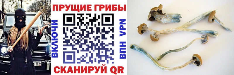 Галлюциногенные грибы Psilocybe  Купить  Луга 